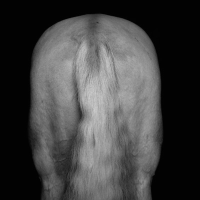 White Horse - Single