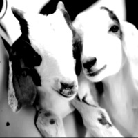 Everyone 2 (feat. Rojuu, Don Pollo, ElRubiusOMG, Zaza El Italiano, SickJau, ShadowStep & Saiđ Lzxx) [A cabritas] - Single - Jankup