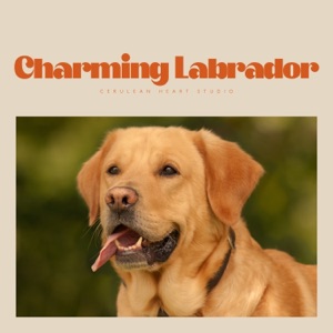 Charming Labrador