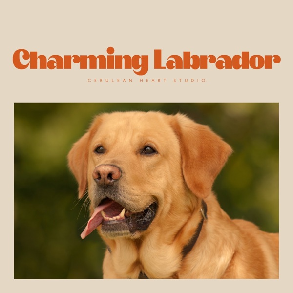 Charming Labrador