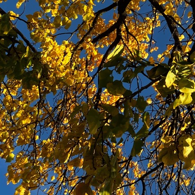 Až se rozední (Autumn vibes) - Single