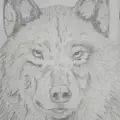 Lone Wolf
