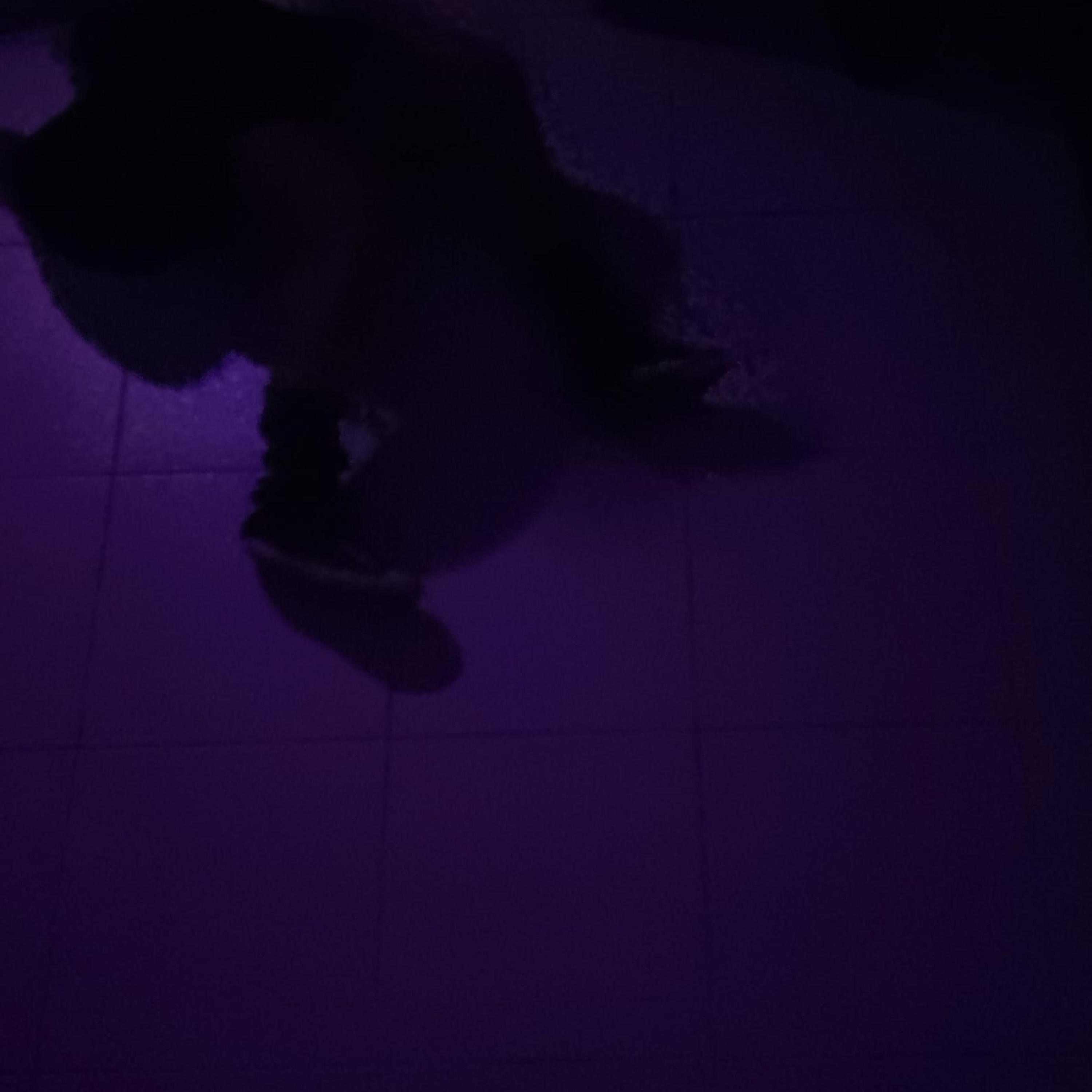 839 - Ny feontsika rehetra