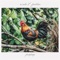 Hum-Bird - Scale & Feather lyrics