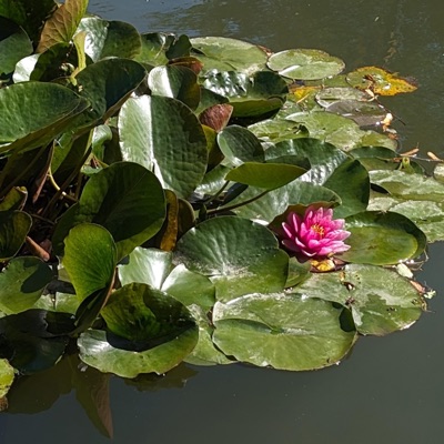 Together (feat. Hovis) [2023 Version] - Single