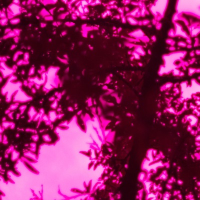 The Orchard - EP