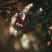 All 4 U - Single - Elliott Taylor