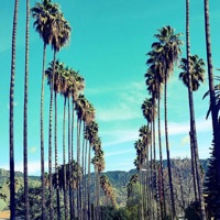 Palm Trees - Single - Pgdaone