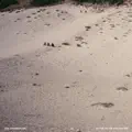 Running Through The World