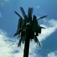 Photosynthesis - Single - Kid Andre & lonewitch