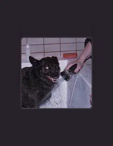 Listen to dog isle, watch music videos, read bio, see tour dates & more!