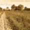Litmus - Jacob Damien lyrics