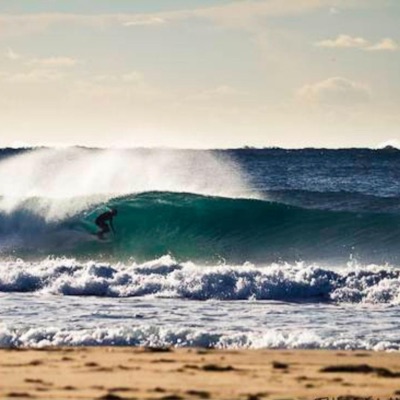 White Shark - Single