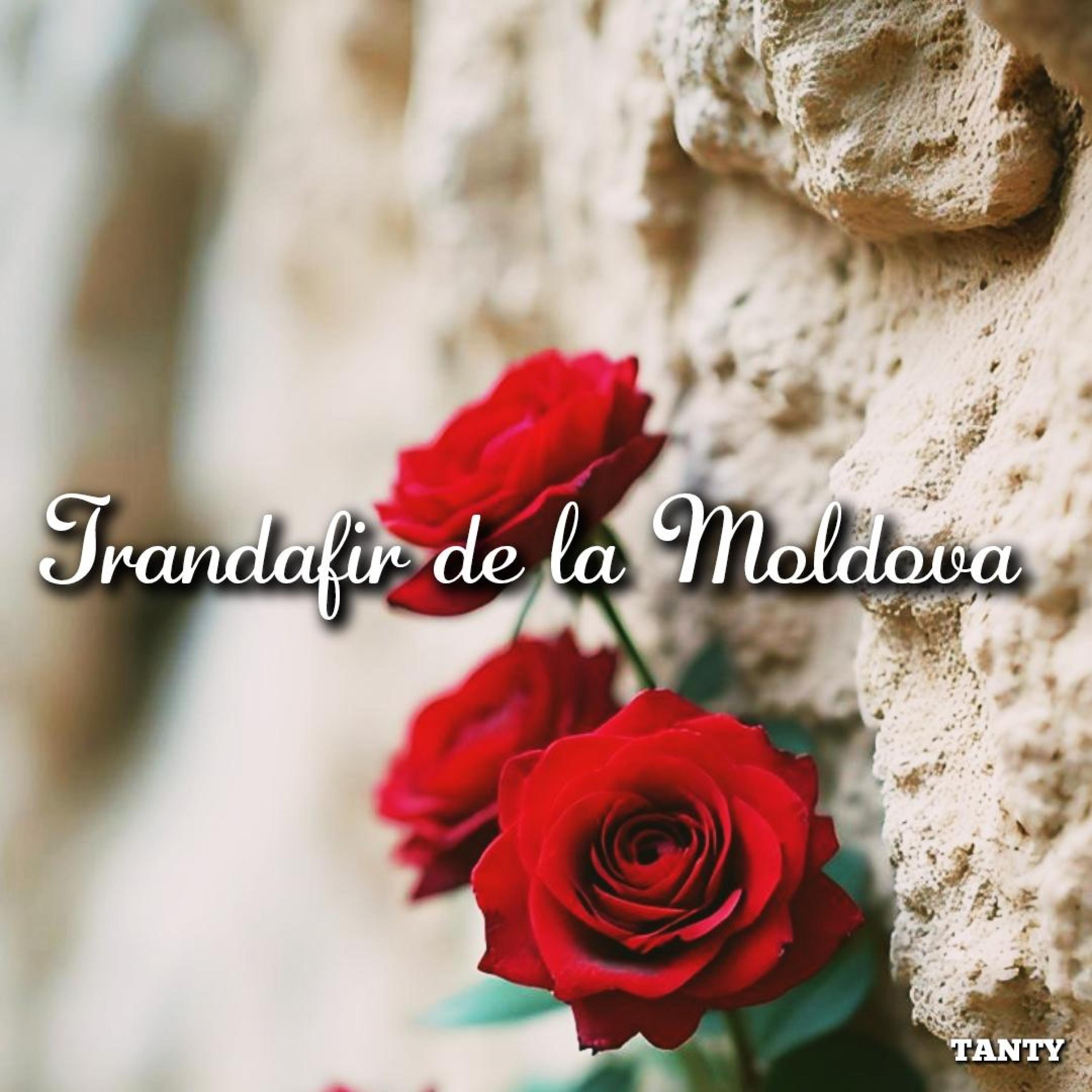 Trandafir de la Moldova - Single