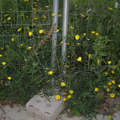 don't get me started with the å - Single