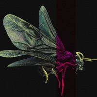 I WILL SURVIVE - Single - Shöckface