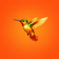 Colibrí - Single - Diego Flores