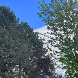 in fields pt. 2 Yetibois