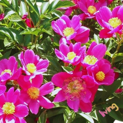 living (feat. eMMANUEL & Pearl Cook) - Single