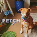 Fetch