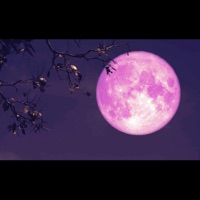 paradise (feat. dmac) - Single - Luhhkxxmtrxpin