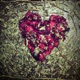 Withered Roses
