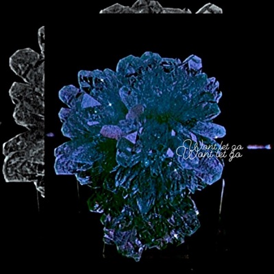 Wont Let Go - Single