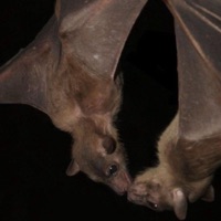 lavish (feat. Paracyt) - Single - Adio