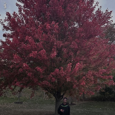 ARII PLUG MU$iK - Single