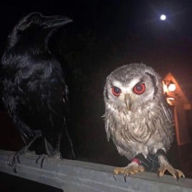 POKER FACE (feat. Futuristic Swaver) crowboy