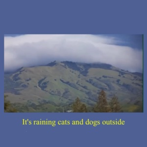 Cats & Dogs - Single