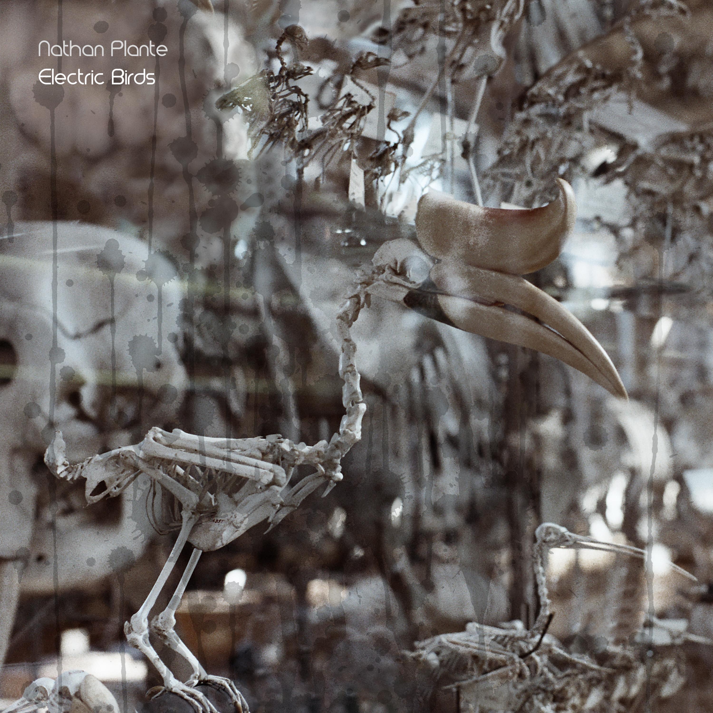Electric Birds - Single