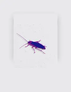 Jeremy Crescendoを聴いたり、ミュージックビデオを鑑賞したり、経歴やツアー日程などを確認したりしましょう！