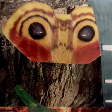 Birdtown - Groove Machine