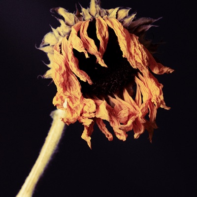 Why Try - Single
