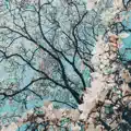 ÆLT