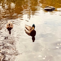 Brazil Varinola - Single - Willimus