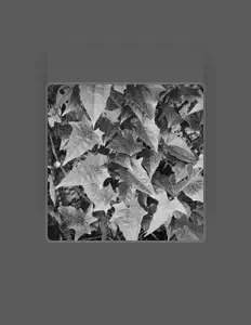 Posłuchaj wykonawcy Flauta Nativa Americana, obejrzyj teledyski, przeczytaj biografię, zobacz daty tras koncertowych i nie tylko!