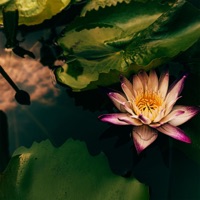 Footsteps Among the Lotus - Marie Gade & Mila Beauty