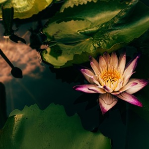Footsteps Among the Lotus