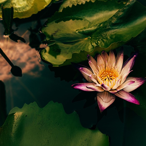 Footsteps Among the Lotus