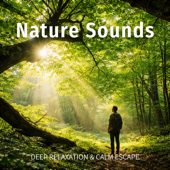 Healing Music for Sleep: Fall Asleep With the Relaxing Guitar Sound (Mori Tori for Sleep That Regulates the Autonomic Nervous System)