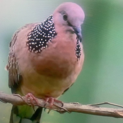 Doves Cry (feat. Migi-n-Popz) - Single