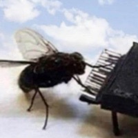 Fly Song - Single - meddy lake