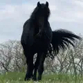 I COULD
