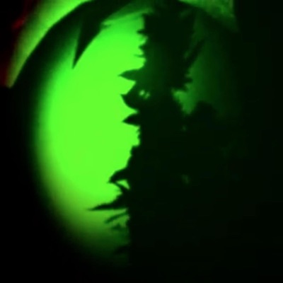 Smoke trees, Not mdpv - Single