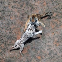 The Art Of War (feat. AB) - Single - SpaceMan Apollo