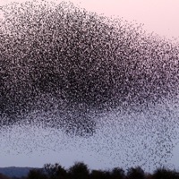 Flies In The Face Of God - AbbotJackson & Red Amandala