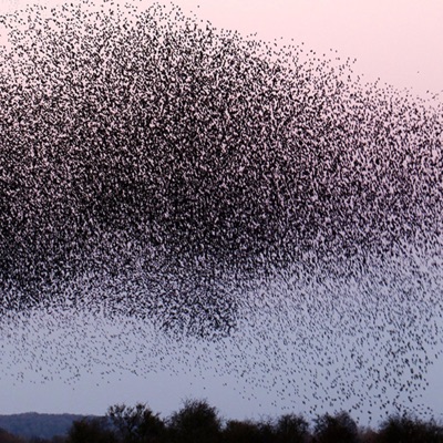 Flies In The Face Of God