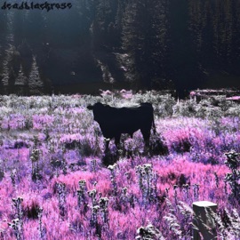 All You Need (Acoustic Demo Version) V4NT4 & deadblackrose